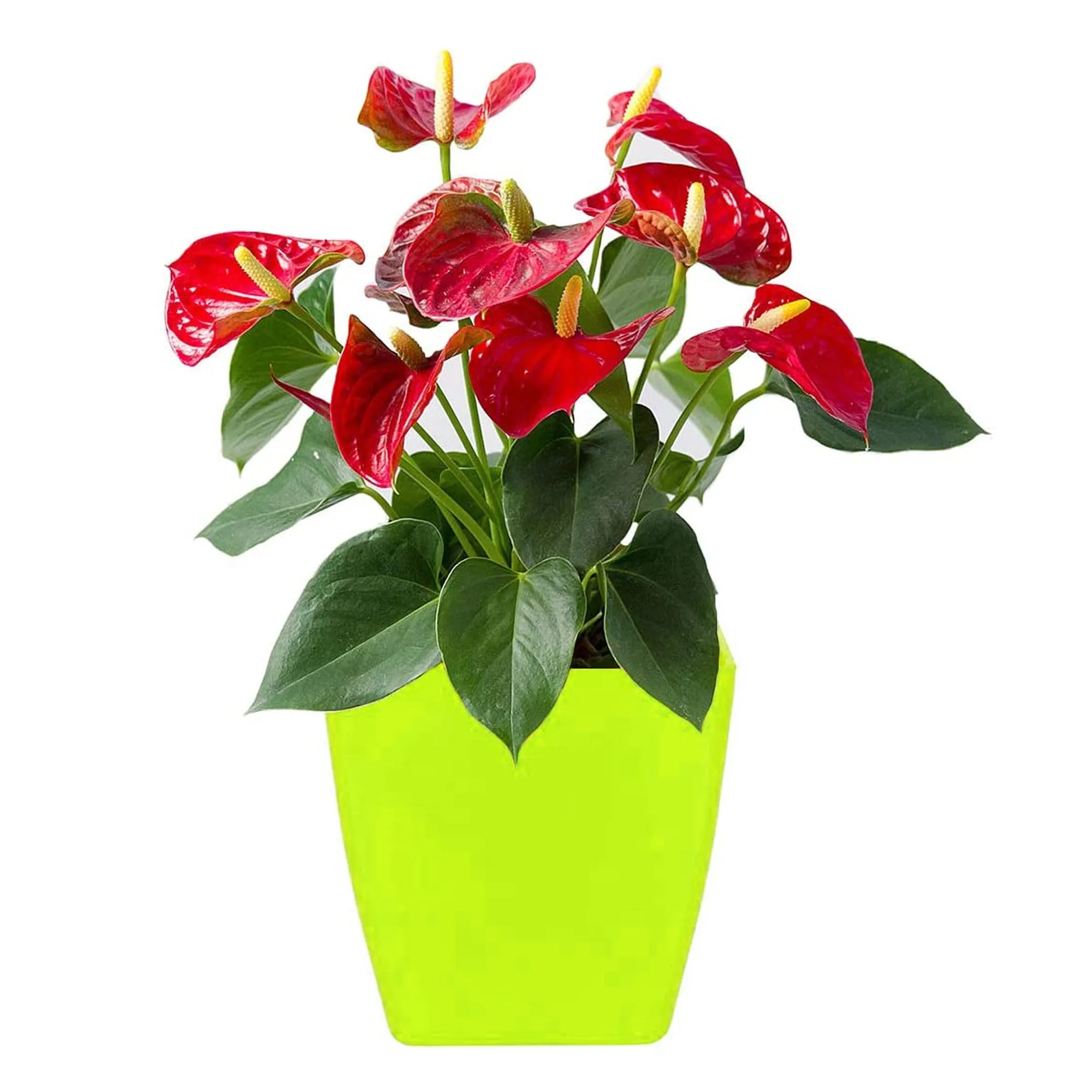 1192  Flower Pots Square Shape For Indoor / Outdoor Gardening