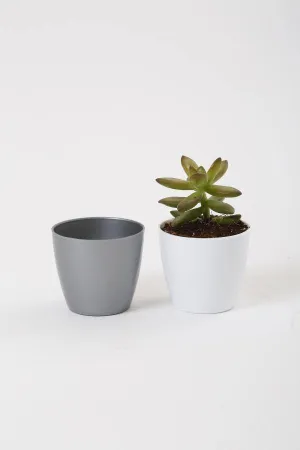 2.5 Inch Gray Singapore Pot (67mm)