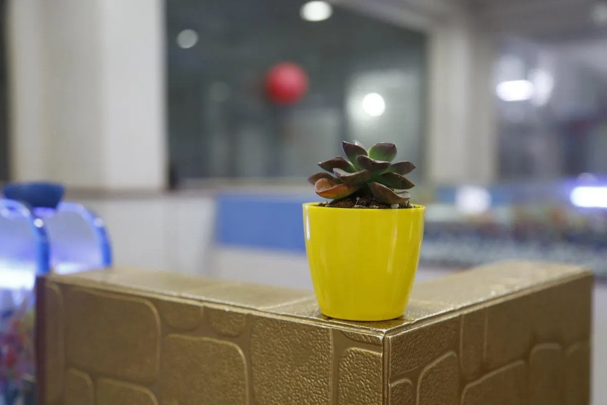 2.5 Inch Yellow Singapore Pot (67mm)