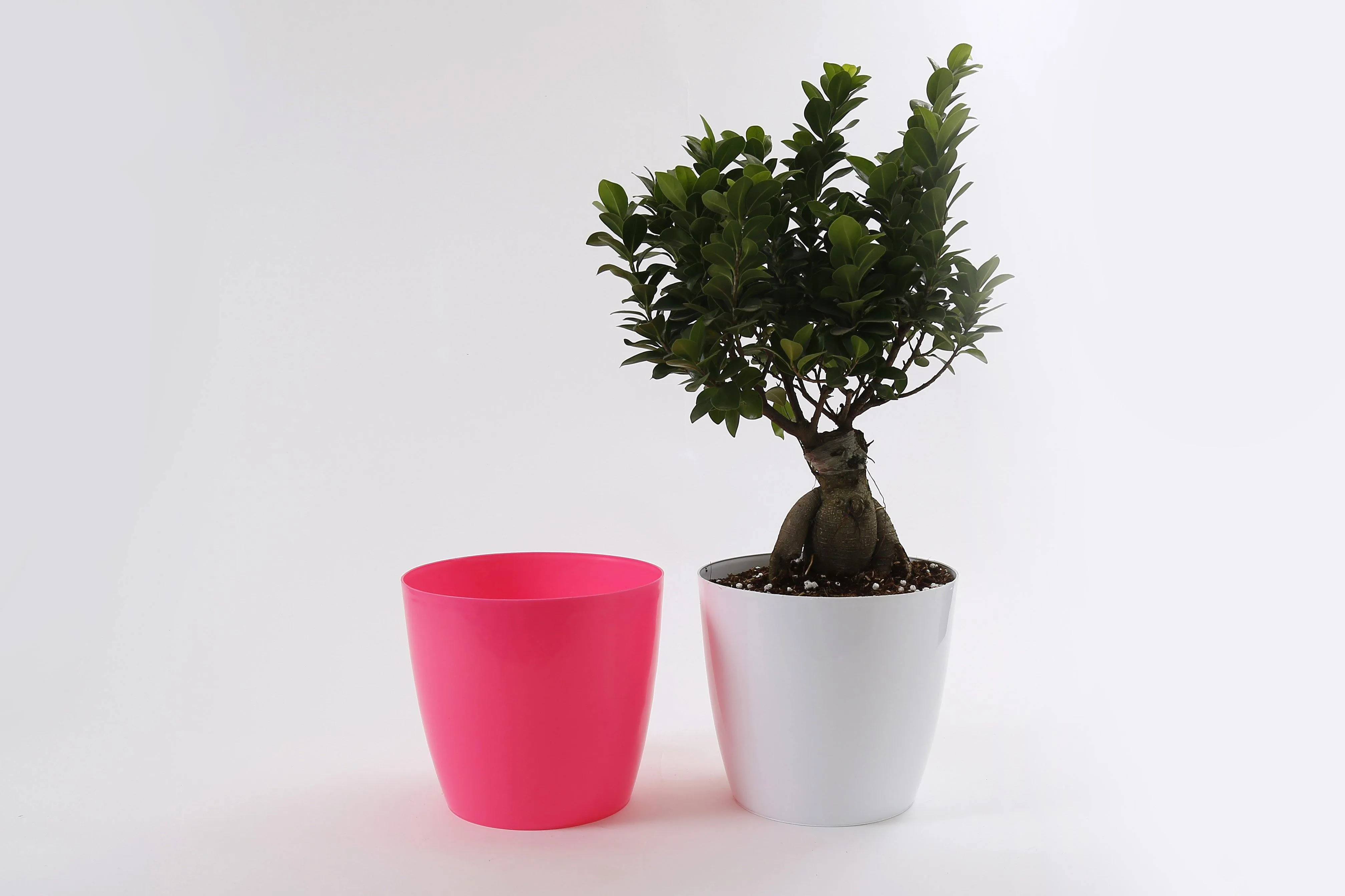 8.5 Inch Pink Singapore Pot (220mm)