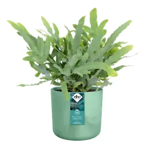 Elho Ocean Collection Pacific Green Recycled Waste Round Indoor Pot 14cm