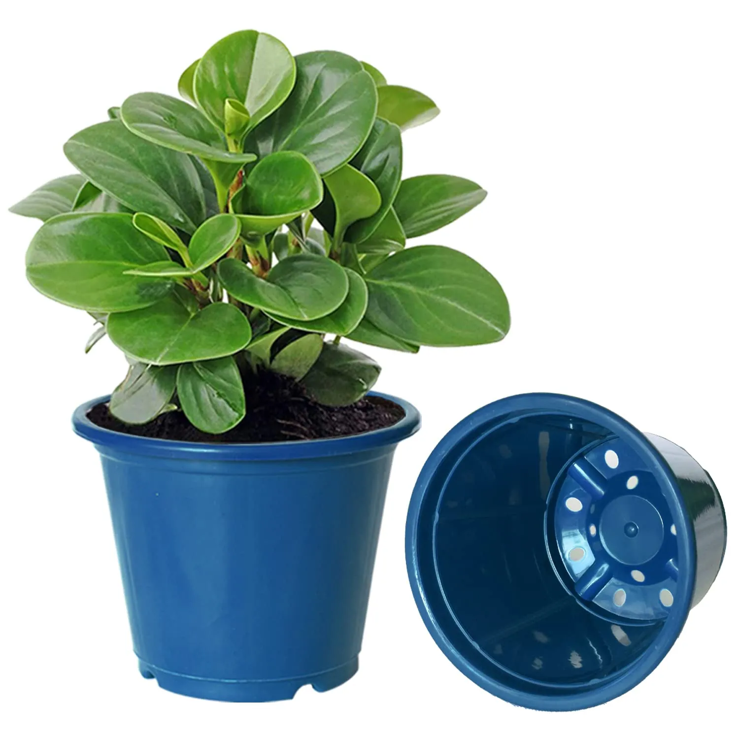 Heart Home Durable Plastic Flower Pot|Gamla with Drain Holes for Indoor Home Decor & Outdoor Balcony,Garden,6"x5",Pack of 10,(Blue)