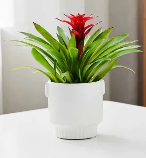 Modern White Ceramic Planter with Handles and Ribbed Base