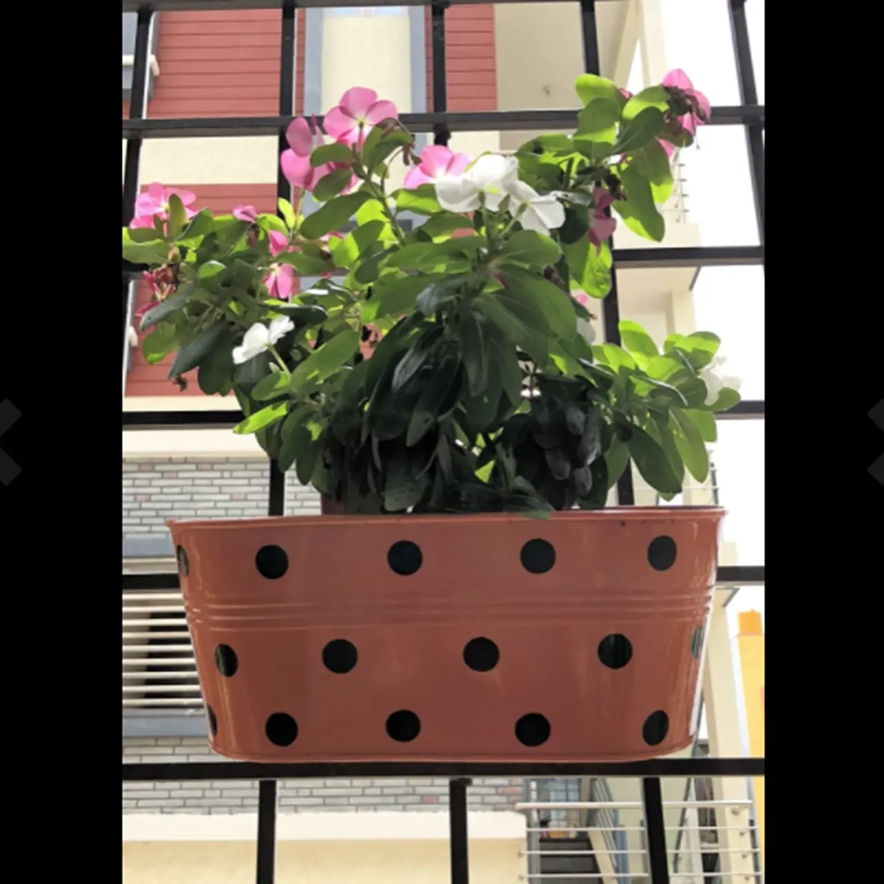 Oval Polka Dot Balcony Railing Planter