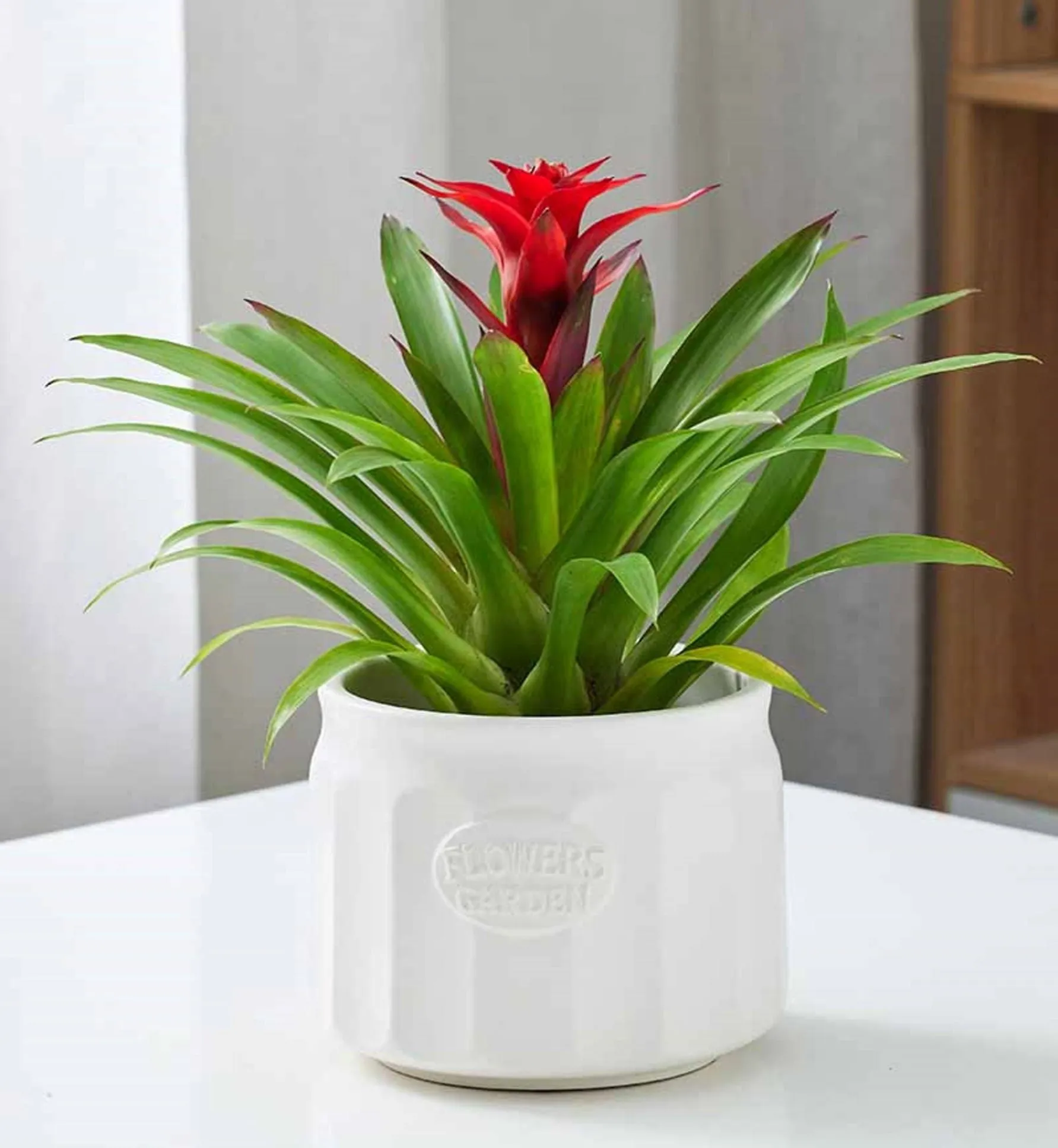 Smooth Curve Glossy Planter – Modern Indoor Planter